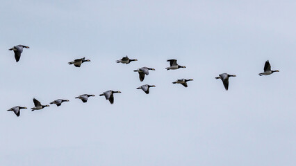 Weißwangengans (Branta leucopsis) © Rolf Müller
