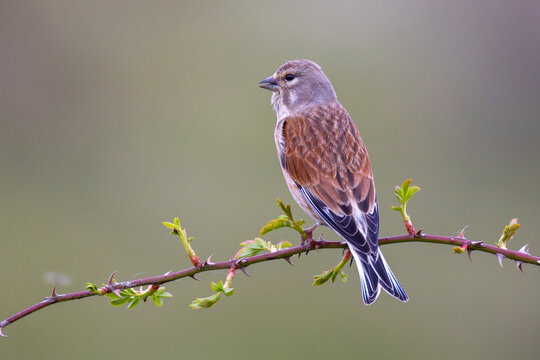 H&auml;nfling (Carduelis cannabina) M&auml;nnchen