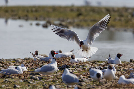 Lachm&ouml;wen (Larus ridibundus) bei der Paarung