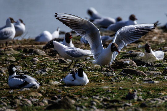 Lachm&ouml;wen (Larus ridibundus) bei der Paarung