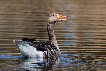 Graugans (Anser anser) © Rolf Müller
