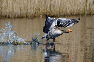 Graugans (Anser anser) © Rolf Müller
