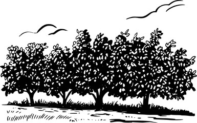 Fototapeta premium Black and white of a row of leafy trees with stylized clouds in the sky nature