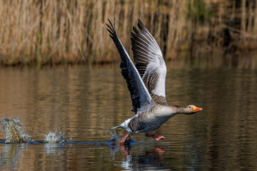Graugans (Anser anser) © Rolf Müller
