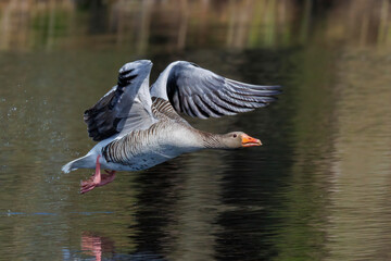Graugans (Anser anser) © Rolf Müller