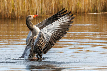 Graugans (Anser anser) © Rolf Müller