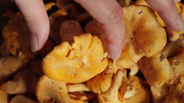 A close-up view of a pile of chanterelle mushrooms, showcasing vibrant golden-orange color and wavy caps. The fresh mushrooms are clustered together, highlighting their natural texture. High quality