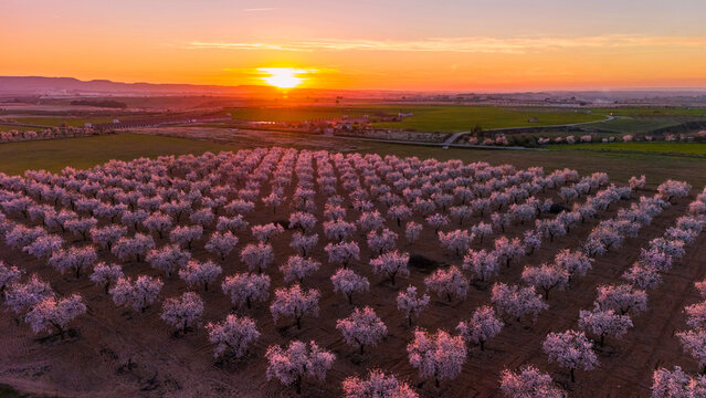Aerial landscape of blooming fruit tree orchards at sunrise in Lleida province, Catalonia, Spain. Rows of pink and white blossom trees cover the agricultural countryside.