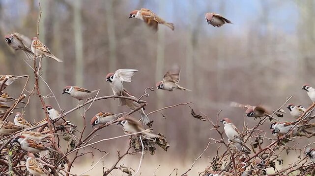 Large active flock of Eurasian tree sparrows flying and perching in a dry thorny thicket