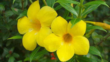 Obraz premium Yellow Allamanda Flower Blooming in Tropical Garden
