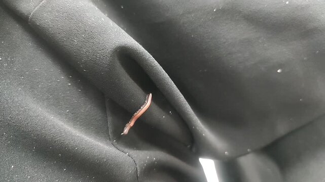 Macro Footage of Brown Millipede Crawling on Black Fabric