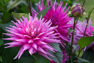 Pink cactus Dahlia Close-up Garden © Ambernila