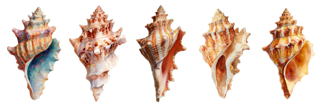 Collection of various colorful murex seashells and conch shells creating a vibrant watercolor illustration, showcasing aquatic beauty and marine life
