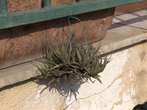 Pianta di Tillandsia appesa con filo su muro e ringhiera di ferro.