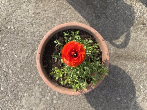 Fiore arancione in pieno splendore chiamato Bottone d'oro in vaso di plastica visto dall'alto.