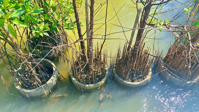 Mangrove Tree Seedling Coconut Shell Pot Planting, Rhizophora Propagule Conservation Project, Coastal Reforestation Eco Friendly