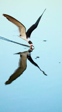 Black skimmer skimming water in slow motion with mirror reflection