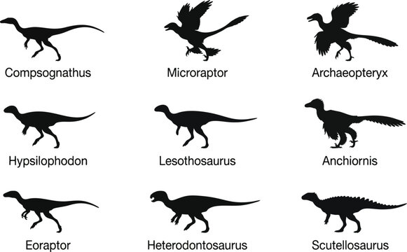 Silhouettes of various dinosaurs vector illustration