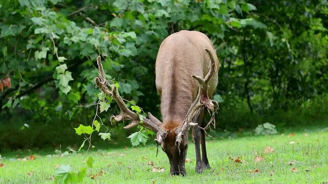 Bull elk grazing with shedding velvet on antlers, slow motion wildlife scene