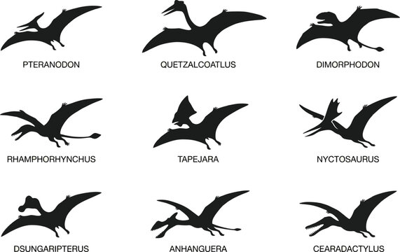 nine flying pterosaurs vector illustration, flat design