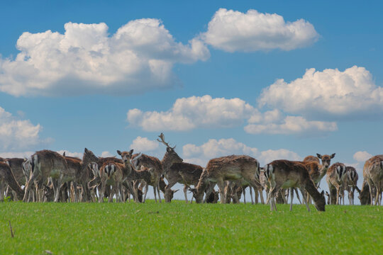 Damwild, Damwild, Damhirsch, Dama dama