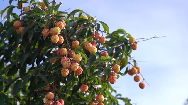 Juicy Red Guangdong Lychees
