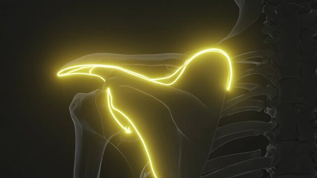 Human Shoulder Joint Anatomy with Glowing Path Highlights 3D