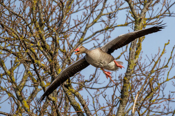 Graugans (Anser anser) © Rolf Müller