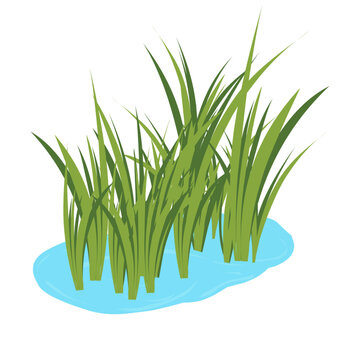 Illustration of green grass growing in water. Green grass vector. Flat design of grass and water. Green grass on clear water