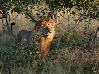 lion in the savannah © Shane & Sam Travels
