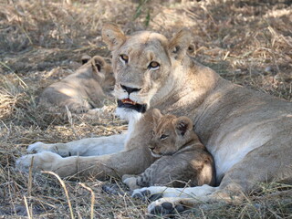 lioness and cubs © Shane & Sam Travels