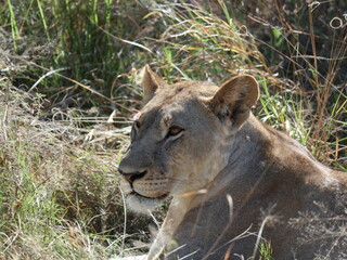 lion in the grass © Shane & Sam Travels