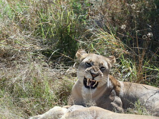 lion in the grass © Shane & Sam Travels