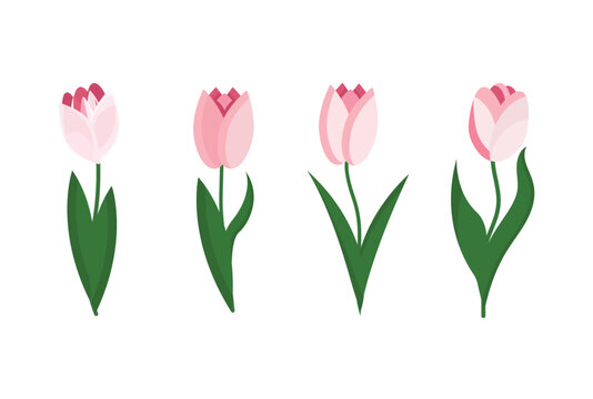 Pink tulips isolated on white background.Vector design