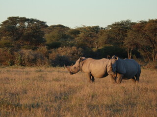 rhino in the wild © Shane & Sam Travels