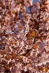 Naklejka premium Plum blossom