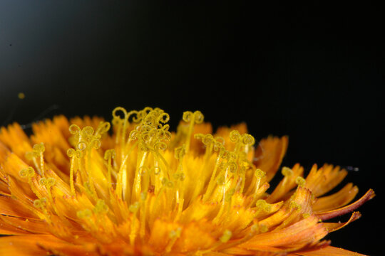Orangerotes Habichtskraut,  Hieracium aurantiacum L.