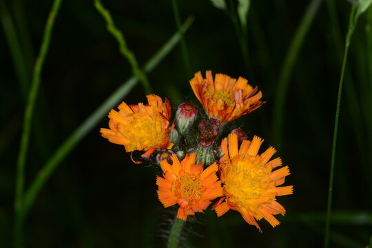 Orangerotes Habichtskraut,  Hieracium aurantiacum L.