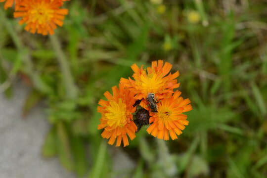 Orangerotes Habichtskraut,  Hieracium aurantiacum L.