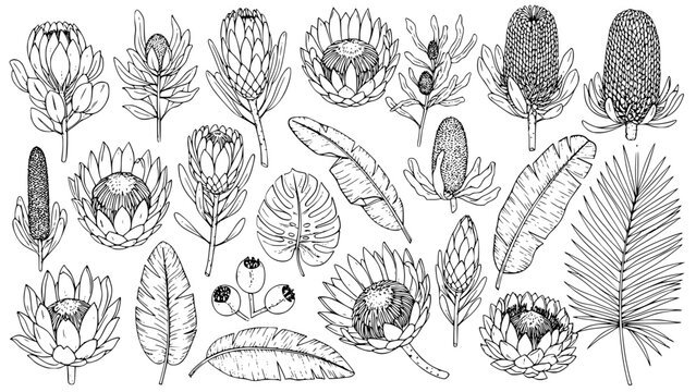 Exotic tropical botanical illustration set featuring hand-drawn Protea, Banksia, and various leaves. This vector graphic design collection is perfect for creating unique patterns, prints, and natural 