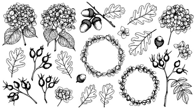 Hand Drawn Botanical Autumn Nature Elements Vector Illustration Design Set. A Detailed Graphic Collection Features Hydrangea Flowers, Oak Leaves, Acorns, Rose Hips, and Decorative Wreaths