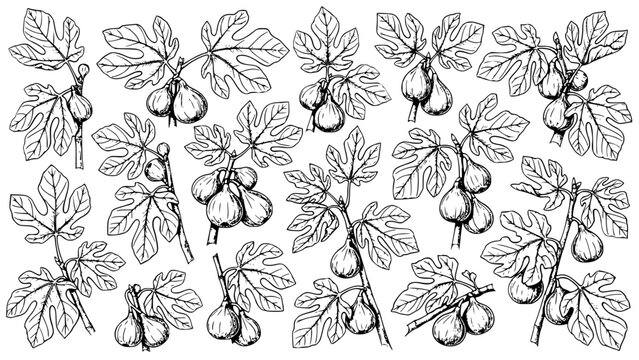 Seamless botanical vector pattern illustration featuring detailed black and white hand drawn sketches of ripe fig fruit branches with large lobed leaves for natural food design.
