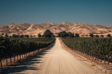 Naklejka premium Country road leading through lush vineyard rows under dry rolling mountains and clear sky