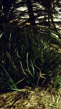 Green plants growing under trees. The setting is natural and near a coast, with the time being around sunset. Shadows and light create a unique environment.