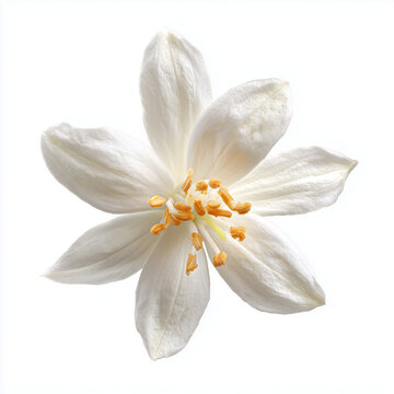 champaca flower on white background