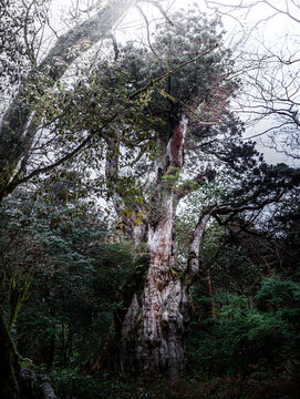  The Jomon Cedar of Yakushima Island
