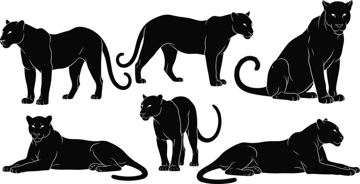 Black panther silhouettes set, various wild big cat standing walking and lying poses, leopard vector icons isolated on white background.