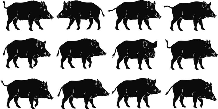 Black wild boar silhouettes set, various standing and walking poses, forest animal hog vector icons isolated on white background collection.