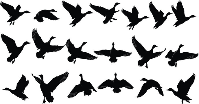 Flying duck silhouettes set, various mallard waterfowl bird poses in flight, hunting season vector icons collection isolated on white background.