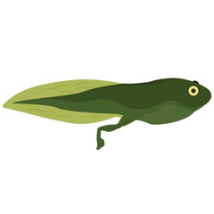 Fototapeta premium tadpole, baby frog vector drawing cartoon.